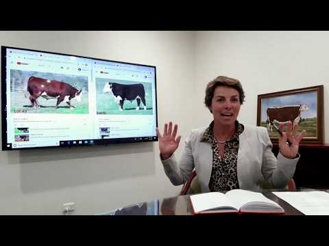 Judging - Junior Champion Bull