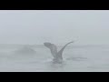 Pelican Landing In The Fog