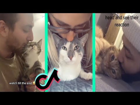 Kiss your pet on the head and see their reaction tiktok cat compilation