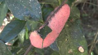 preview picture of video 'lagarta cor-de-rosa se alimentando - Puss caterpillar feeding'