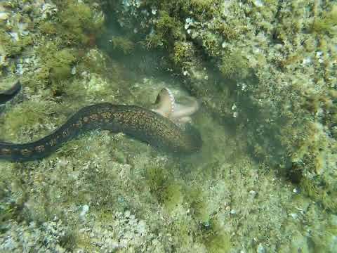 #Morayeel attacks an #octopus