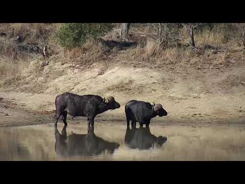 Djuma: Two African Buffalo drinking at the dam - 14:56 - 07/30/20