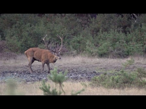 BuitenGewoon 11-10-2016 Hoge Veluwe