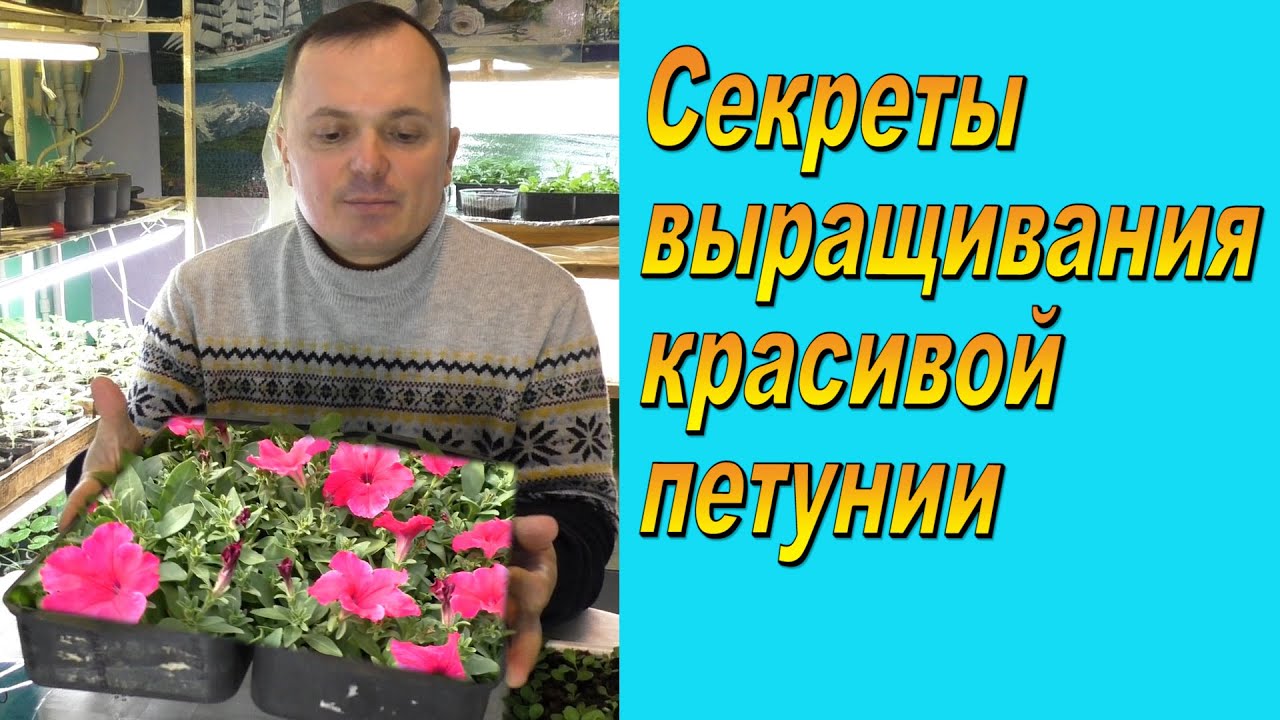 Подкормка петунии, которая сделает её шикарной! Чем подкормить петунию.