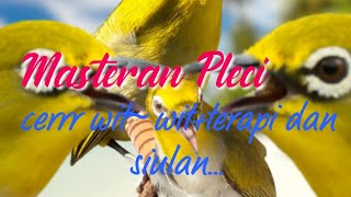 Download lagu Masteran Pleci Cerrr wit~wit. masteran dan terapi. plus siulan. suara jernih full HD... mp3 Download lagu Masteran Pleci Cerrr wit~wit. masteran dan terapi. plus siulan. suara jernih full HD... mp3