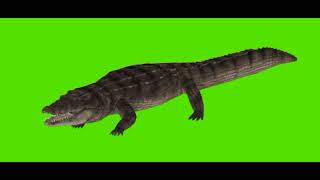 Download lagu Green Screen Hewan Buaya mp3