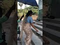 Mallika Sherawat Hot Figure In Desi Saree