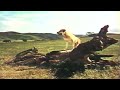 Opening To Old Yeller 1985 VHS Version 2