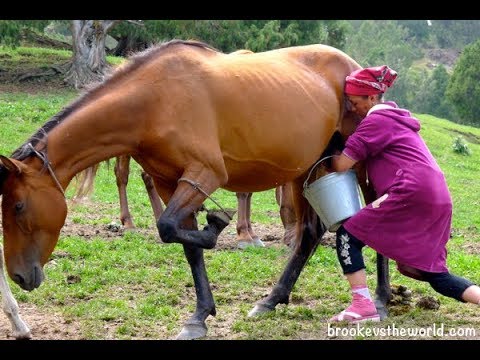 At Eti ve Kımız (Beş Parmak Yemeği - Kazakistan)