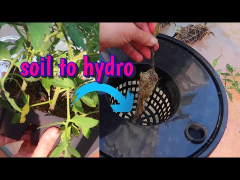 Transplanting Soil Plants Into Hydroponics