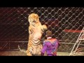 Ringling Bros Presents Dragons Magnificent Big Cats
