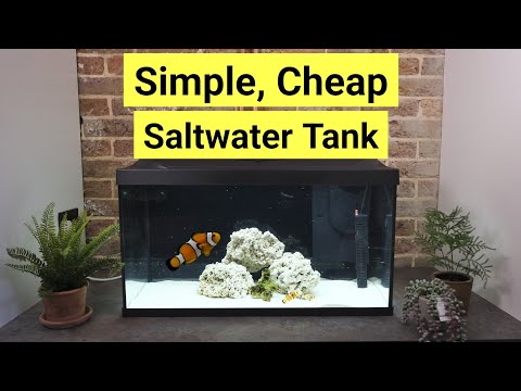 How To Set Up A Saltwater Tank For Beginners (...for £182)