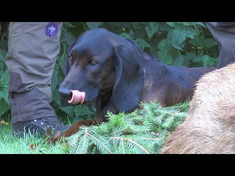 Nachsuche mit Fangschuss und Hetze auf kapitalen Rothirsch