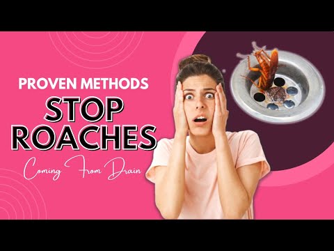 How To Stop Roaches From Coming Up The Drain? (Easy & Proven Methods)