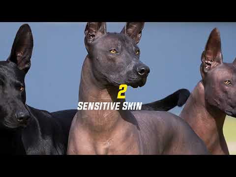 Interesting Facts You Should Know About Xoloitzcuintli