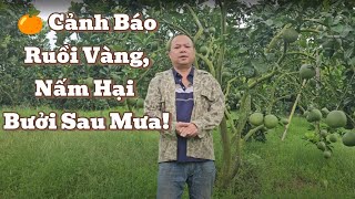 Grapefruit in the Rainy Season: Beware of Fungi & Fruit Flies & Solutions!