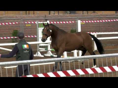 At Stud 2026 - Image 2