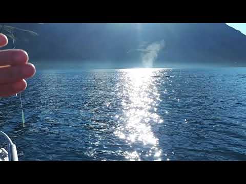 Whale fishing in Andørja