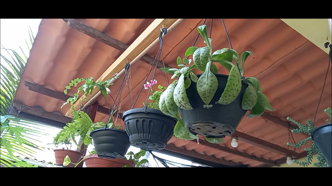 Watch Now Regador de plantas suspensas com tubo de pvc Regador de plantas suspensas com tubo de pvc