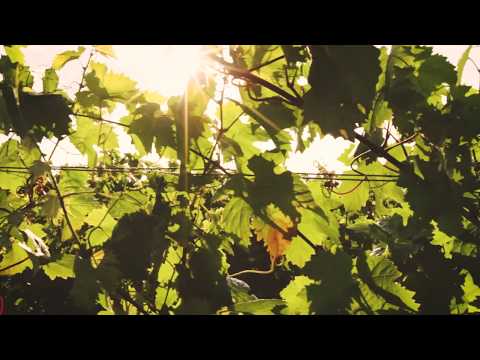 Erleben Sie die Südliche Weinstraße