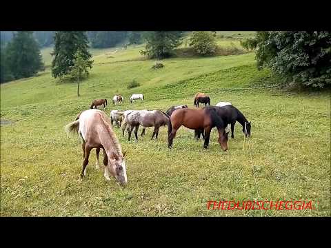 STUPENDI CAVALLI AL PASCOLO A PONTECHIANALE IN VALLE VARAITA (CN) DOM. 15 - 9 - 2019