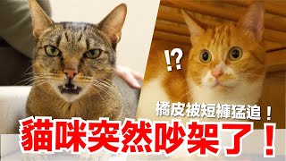 [問題] [問題] 貓這樣是在打架嗎