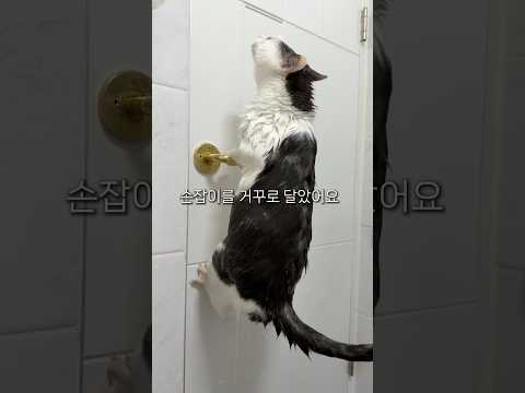 물놀이인 줄 알고 신나게 들어왔다가 물벼락 맞고 멘붕 온 고양이