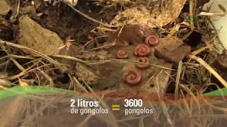 Produção de húmus com uso de gongolo