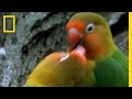 Birds of Paradise - Lovebirds | National Geographic