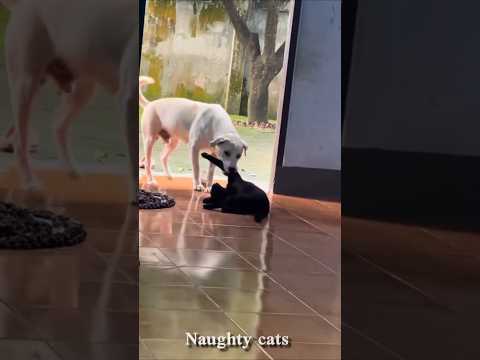 This Cat Did WHAT?! 😮😂 | Funniest Cat Video#cat