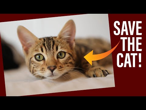 How to Save the Cat?