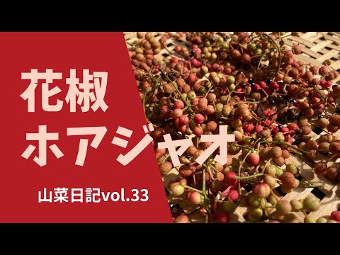 ザントキシラム・ピペリタム