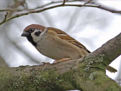 Bing Crosby - Sparrow In The Treetop (1951 radio)
