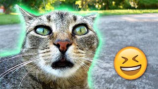 Cats Say the Darndest Things: Watch Now