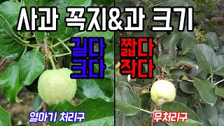 사과밭, 꼭지와 과 크기의 차이는 열마기 때문!!