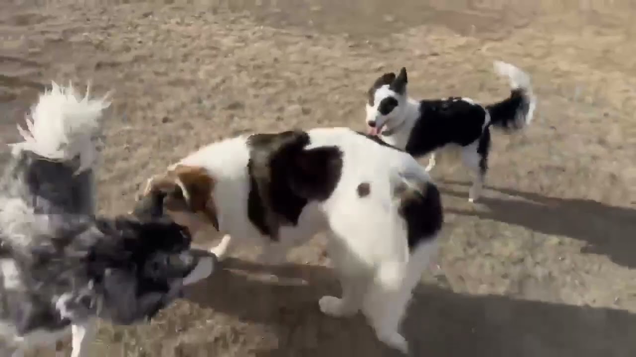 Enlarge Zoey, a ADOPTABLE mixed breed in Colorado Springs, CO video 2/6