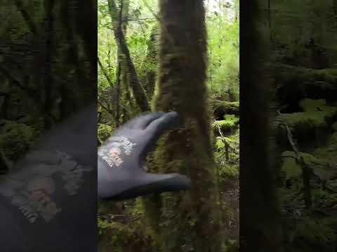 Trailer: The Search for Céline Cremer: New Clues from Her Phone