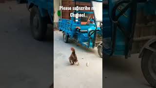 Murgi ki acting check karo😆🤣🤩#shorts #viral #tiktok #ryk #village #video #youtubeshorts #murgi#short