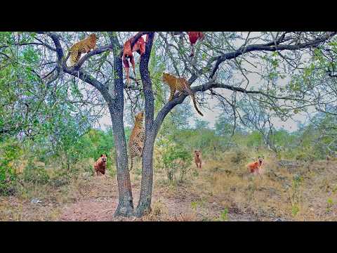 3 Leopards Keep Dropping Impala on Hyenas