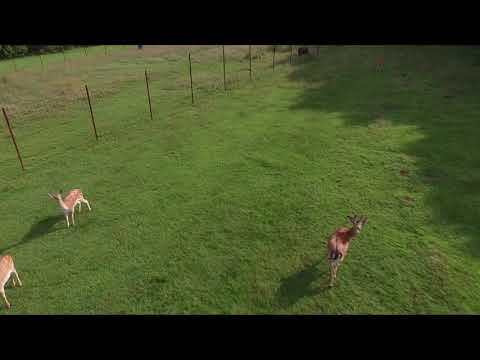 Poiana Bucovat - Pensiune Gura Humorului