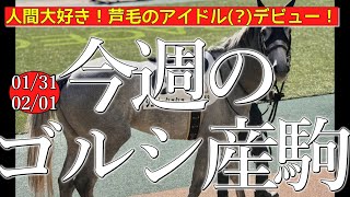 今週のゴールドシップ産駒 (01/31,02/01)【人間大好き！芦毛のアイドル(?)デビュー！／シェリーシュシュ,マイネルビスマルクなど】
