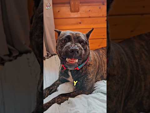 The 9 Most Dangerous and Killer Dogs! ⚠️🐶 | You Won't Believe #1! #Shorts