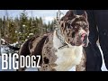 Meet Aftermath: The 130lb Superstar Merle Bully | BIG DOGZ