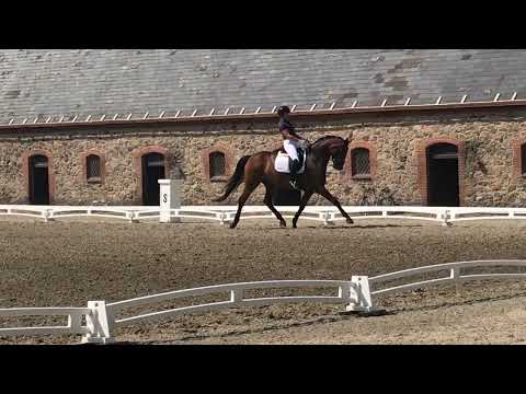 5 year old Danesa Nord by Hesselhøj Donkey Boy / Bellissimo M - rider Anne Marie Hosbond.