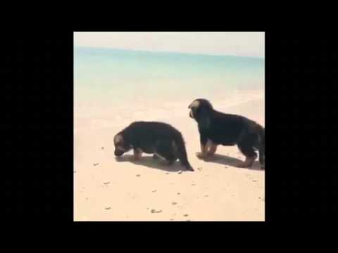 puppies first time at the beach