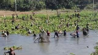 গ্রাম বাংলার জলাশয়ে দলবেঁধে পলো দিয়ে মাছ ধরার উৎসব