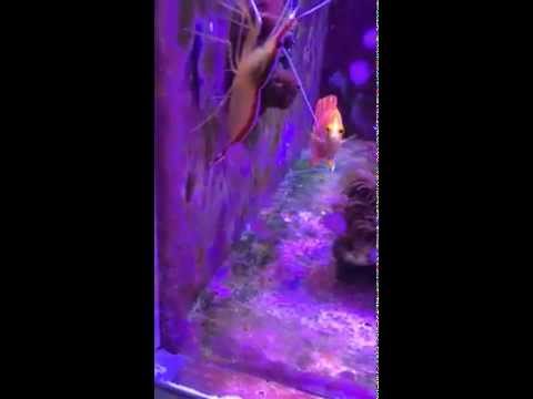 ペパーミントエンゼルフィッシュ