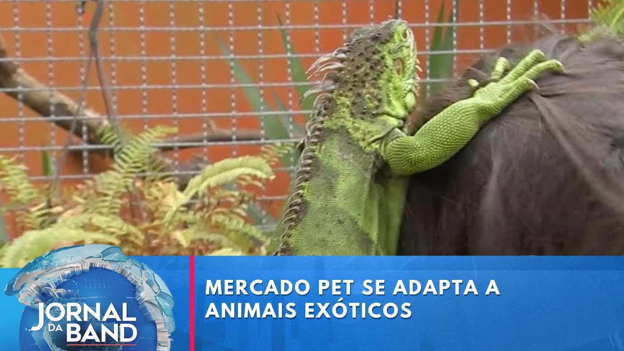 Mercado pet se adapta a animais exóticos | Jornal da Band
