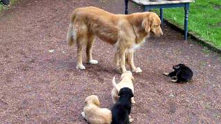 hovawart bitch teaching her puppies submission in a playfull way