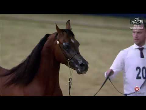 N 205 ASAYEL RASHIQ   10th Qatar Peninsula AHS for Individual Owners 2025   Stallions 11+ Years Old